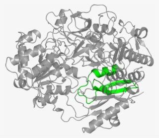 <div Class='caption-body'>1 Copy Of Pfam Domain - Illustration #4740468