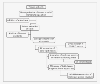 A Flow Diagram Of The Overall Lipidomics Procedure - Diagram #4741389