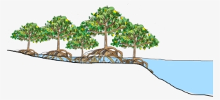 Mangrove Forests Are The "roots Of The Sea" - Mangroves Png #4742728