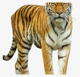 Tiger Png Transparent Images - Png Cut Out Animal #4743045