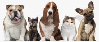 Coming Soon - Pets Cats And Dogs #4744485