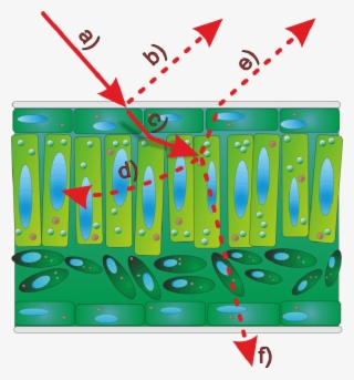 Interactions Between A Light Beam And A Leaf Surface #4744929