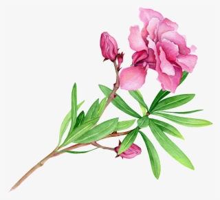 Fen Green Flower Branch Cartoon Transparent - Ein Letzter Tanz In Havanna: Roman #4745146