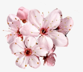Free Cherry Blossom Flower Png - Buddhism Lotus Sutra Quotes #4745216 Free Cherry Blossom Flower Png - Buddhism Lotus Sutra Quotes #4745216