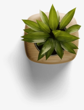 Plant #4745433 Plant #4745433