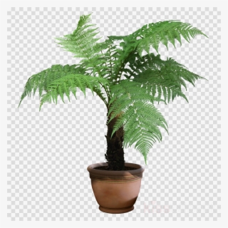 Plants Png Transparent Clipart Houseplant Indoor Plants - Australian Tree Fern #4745436