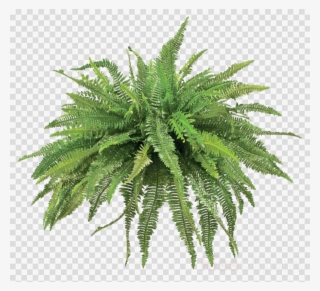 Plants Clipart Fern Vascular Plant Plants - Transparent Background Silver Fern #4745681