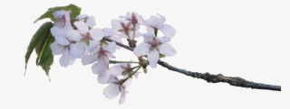 Blossoms By Amalus On - Apple Blossom Branch Png #4745821