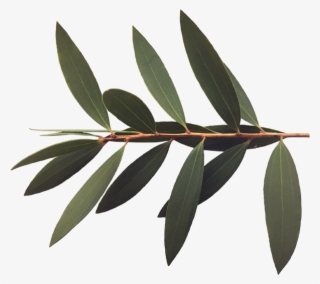 Monkwoodland Branch Decoration At Top - Twig #4749940