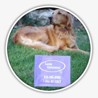 Placeholder - Dog Catches Something #4751642