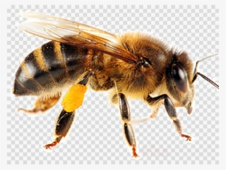 Bee Png Clipart Bee Insect - Bees Appearance #4752182