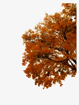 Autumn Cutout By Tigers Stock On - Cutout Autumn Tree Png #4752504
