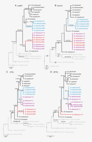 Bayesian Phylogenetic Trees Of Brachypodium Representatives - Brachypodium Distachyon #4752679