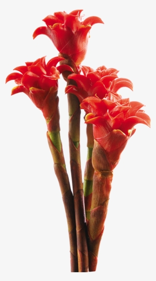 These Exotic Flowers Look Like Torches, Maracas, Bee - Lobster-claws #4753399