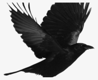 Transparent Crow Png #4754690 Transparent Crow Png #4754690