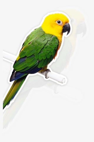 Parrot - Bird Parrot Bells Hanging Toys - Bird Parrot Bells #4756022