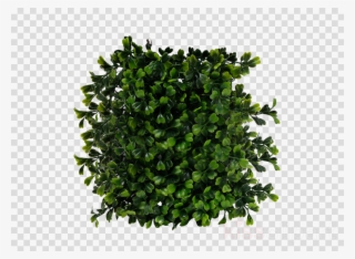 Bush Top View Png Clipart Shrub - Fluval Chi Boxwood Aquarium Ornament #4756631