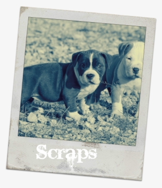 Pitbull-puppies - American Bully Puppy India #4756710