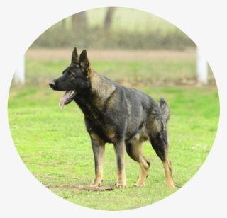 Social Relations100% - Dog #4760277