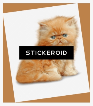 Kitten - Portable Network Graphics #4761172