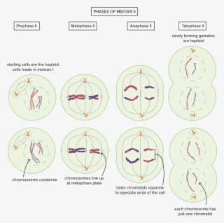 Hamster Cupcakes #4763665