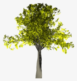 Willow Tree Vector 14, Buy Clip Art - Tree #4767868
