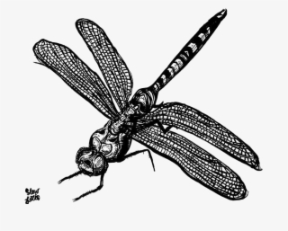 Dragonfly Free Png Image - Slow Loris #4768234