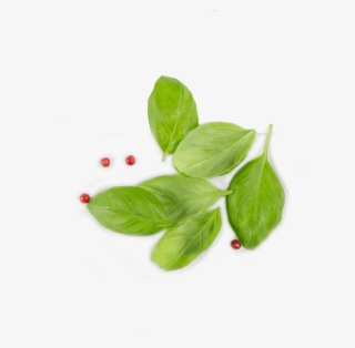 Tip Gallery - Leaf Top View Png #4769680