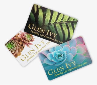 Buy Now Image Link - Echeveria #4770825