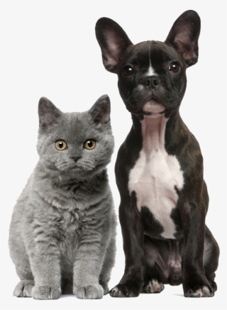 About Us - Pretty Cats And Dogs #4771989