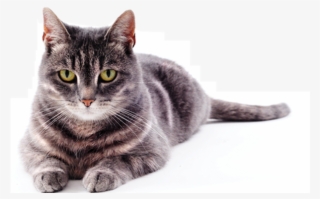 Cat Laying Down Front View #4772506