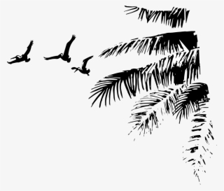 As "best Of Miami" And Will Keep You On The Road - Accipitriformes #4772605