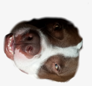 Puppy Dear Dog Mylove Pitbull Sticker - Dog #4773296
