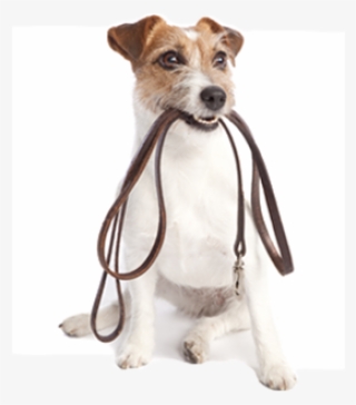 We Offer Mid Day Walks For Your Furry Friend - Untethered: Problem Solving Unshackled By Rhyme Or #4773521