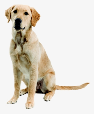 Golden Retriever Cross Labrador #4774122