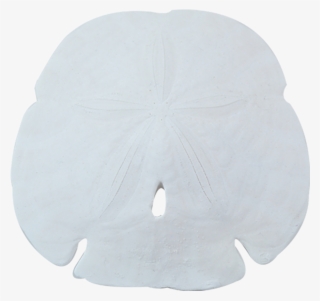 Sand Dollar #4775235