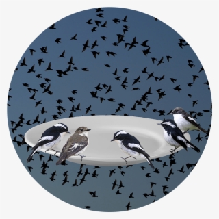Phenologies Collages - Baranavichy #4775330