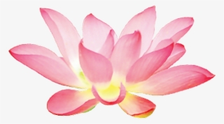 Report Abuse - Hoa Sen Màu Nước #4776842