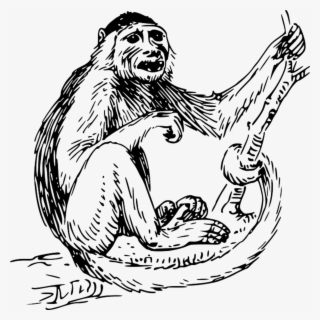 Gorilla Face Png #4777211