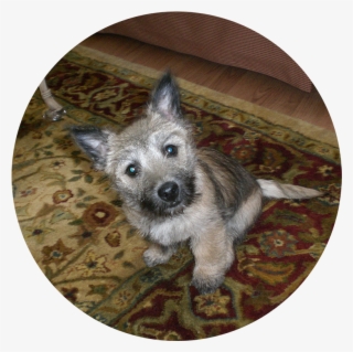 Puppy Training - Dog #4777574