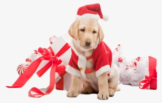 Puppy Png #4777691 Puppy Png #4777691