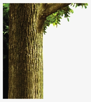 Painted Trunk Pattern Elements #4778192