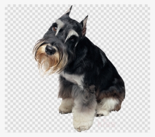 Download Schnauzer Png Clipart Miniature Schnauzer #4778199