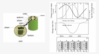 4 Cross Section Of The Tree Trunk 5 Daily Dynamics - Xylem And Phloem #4778757