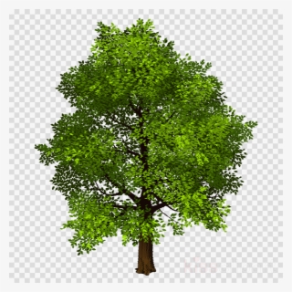 Download Transparent Background Photo Shop Trees Png - Tree Clipart Transparent #4778815