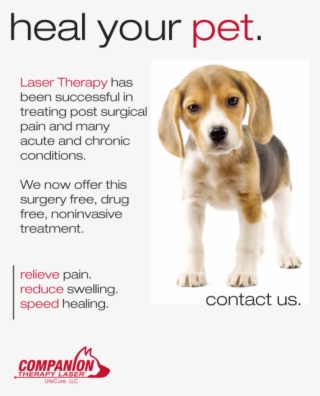 Laser Therapy Poster With Beagle Puppy - Companion Therapy Laser #4780928