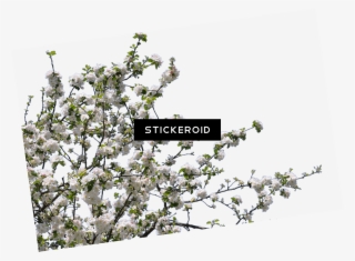 Tree Spring Flowers - Stick Tree Png #4783778