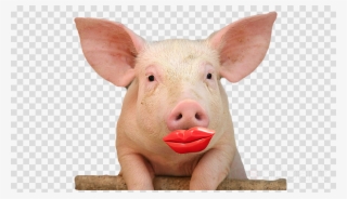 Free Download Pig Lipstick Clipart Lipstick On A Pig - Cute Pig With ...