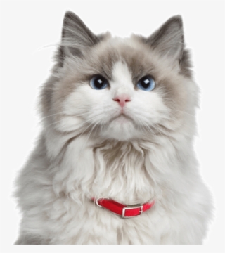 Norwegian Forest Kittens Cats - Ragdoll Cat #4785015