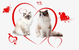 Ragdoll Kittens Of Cissy And Zucchero - Ragdoll #4785090